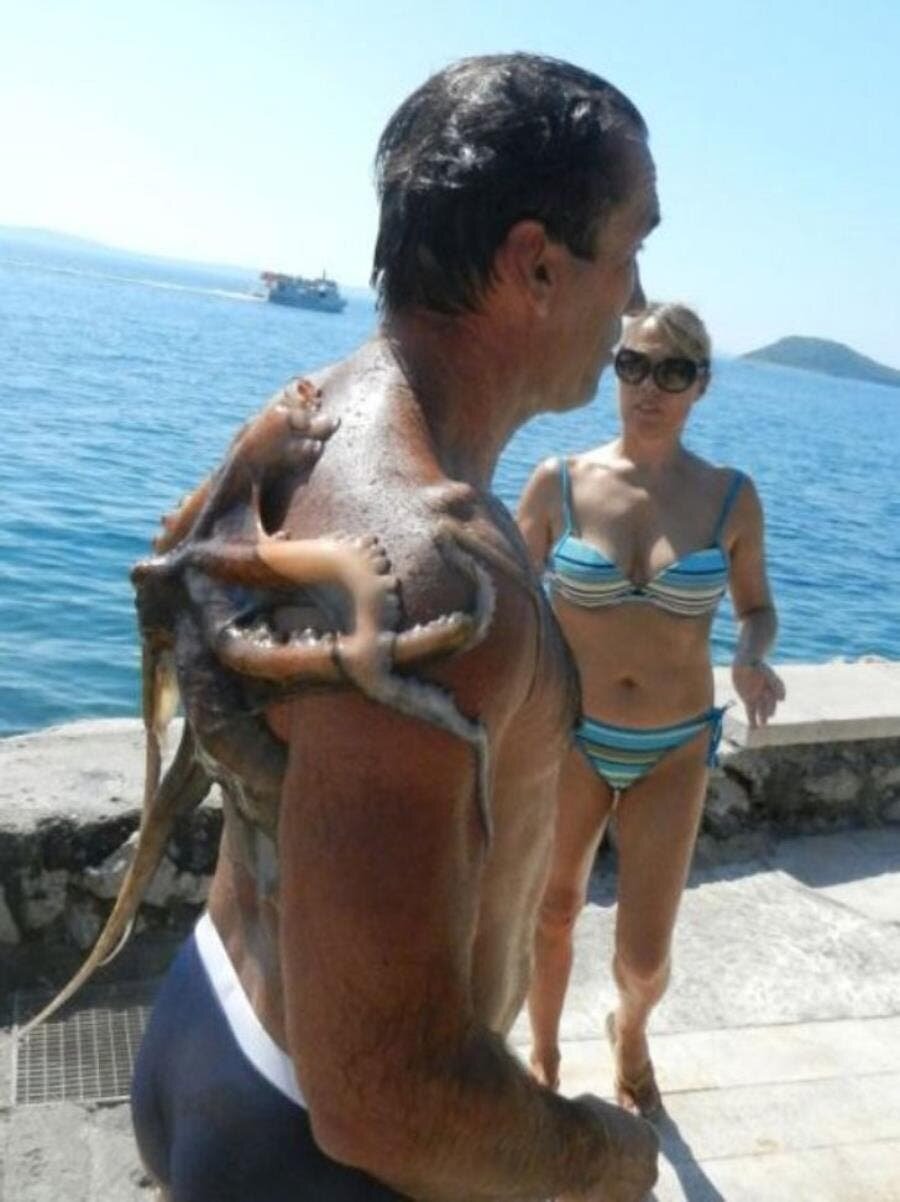 poulpe, mer, vacances, pas de chance, insolite