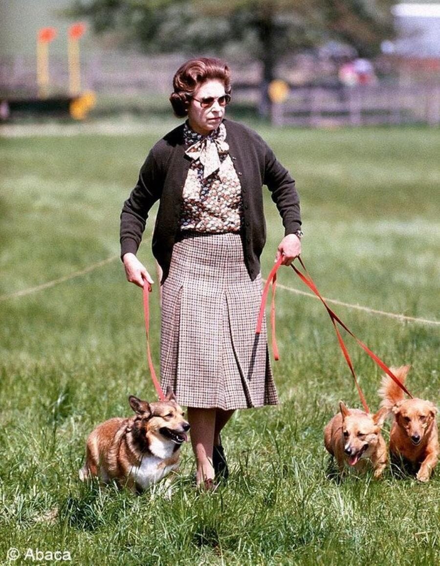 chiens royaux reine