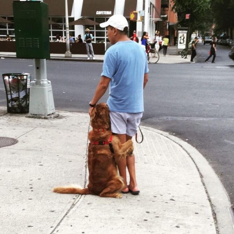 câlin, chien, mignon, loyauté, maître, mignon
