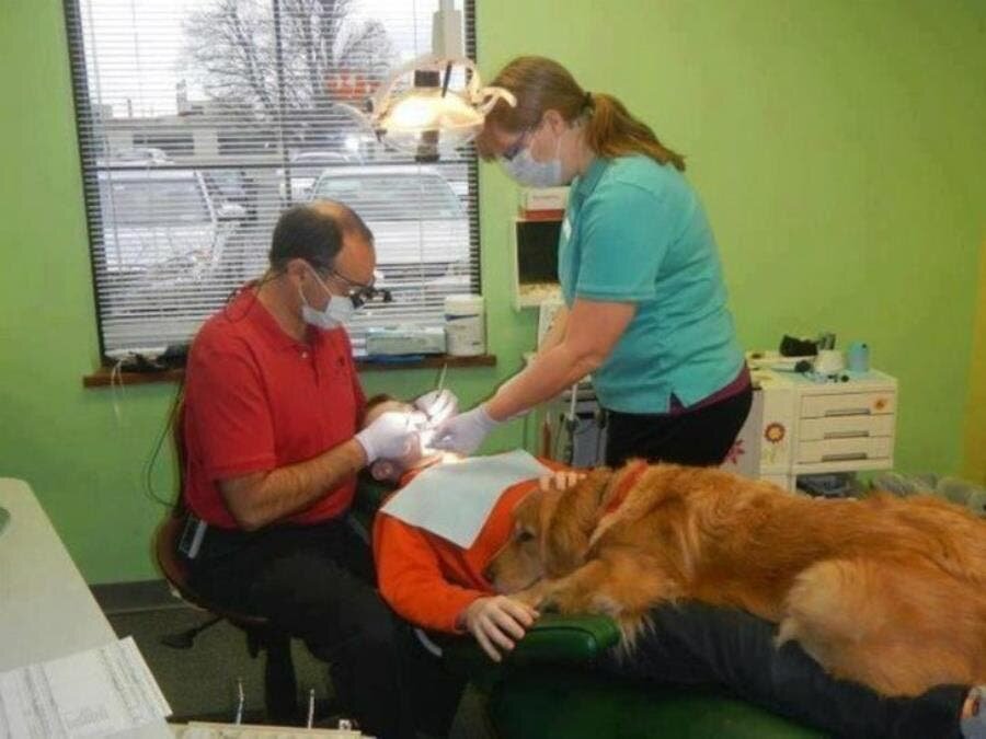 dentiste, insolite, chien, loyauté, amour, mignon