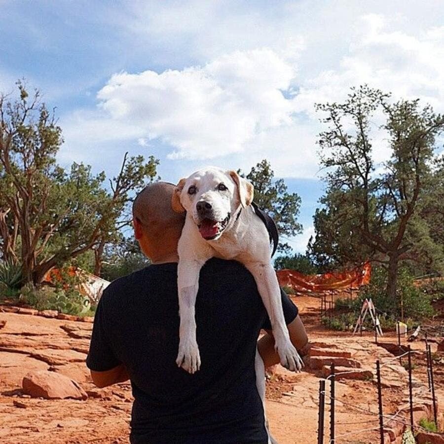 heureux, chien, amour, insolite, loyauté