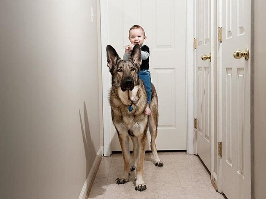 chien, insolite, loyauté, mignon, bébé