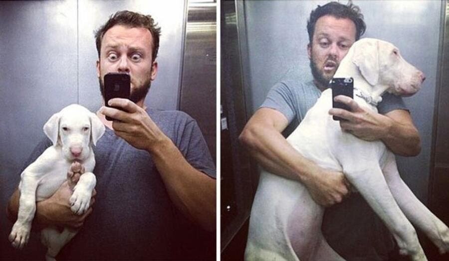 chien, homme, évolution, insolite, loyauté