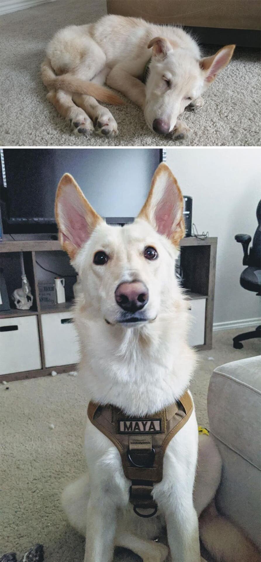 chien malnutrition