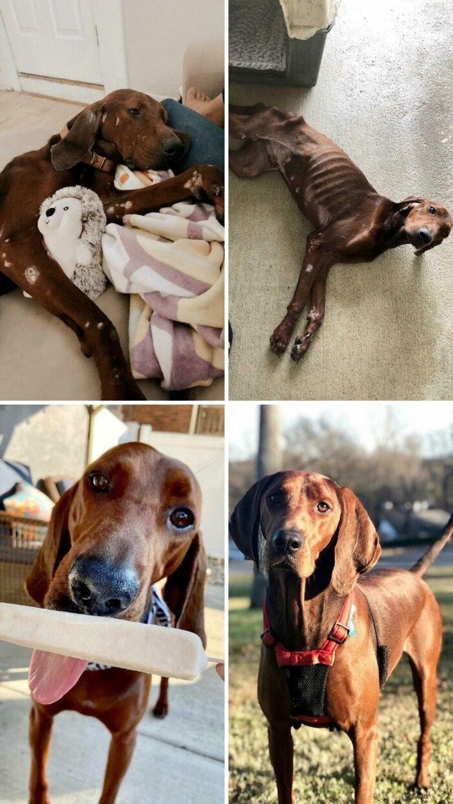 chien adopté