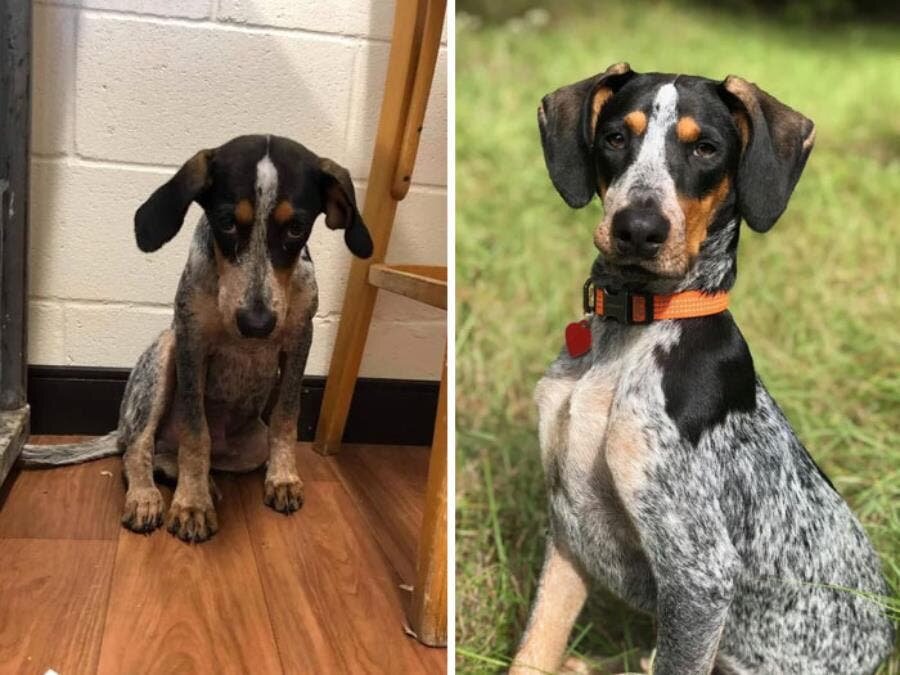 chien rétablissement