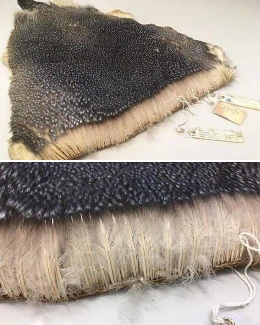 pingouin, plumes, fourrure, plumage, dense, serré