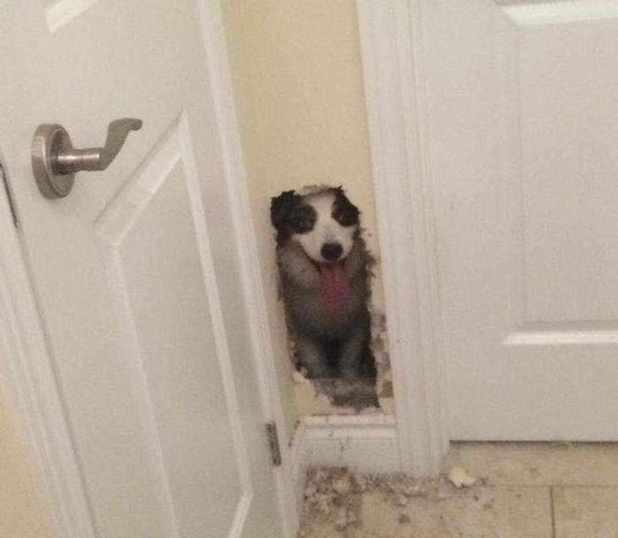 chien, mur, insolite, humour, pourquoi ?