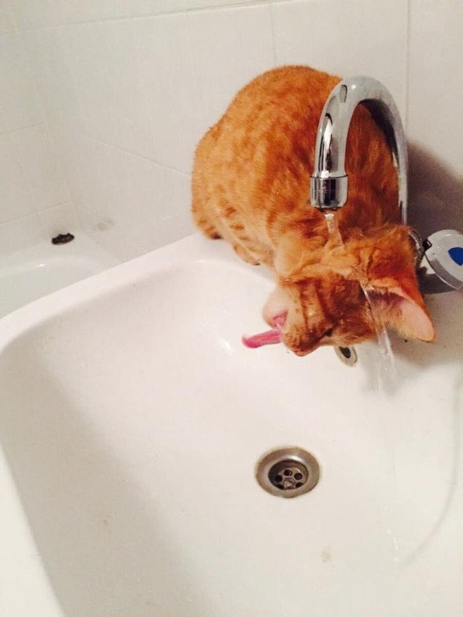 chat, vétérinaire, insolite, humour, débile, illogique, eau