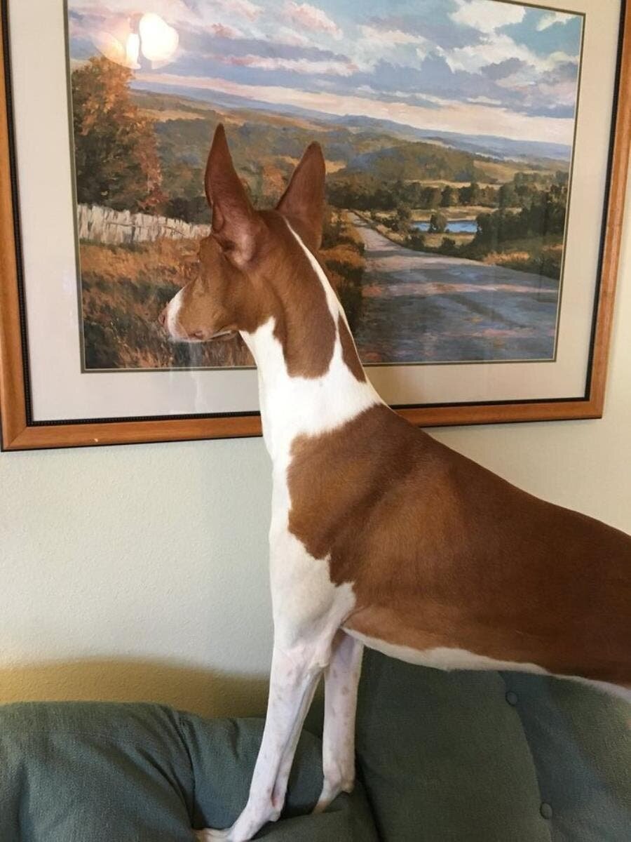 fenêtre, chien, insolite, humour, illogique
