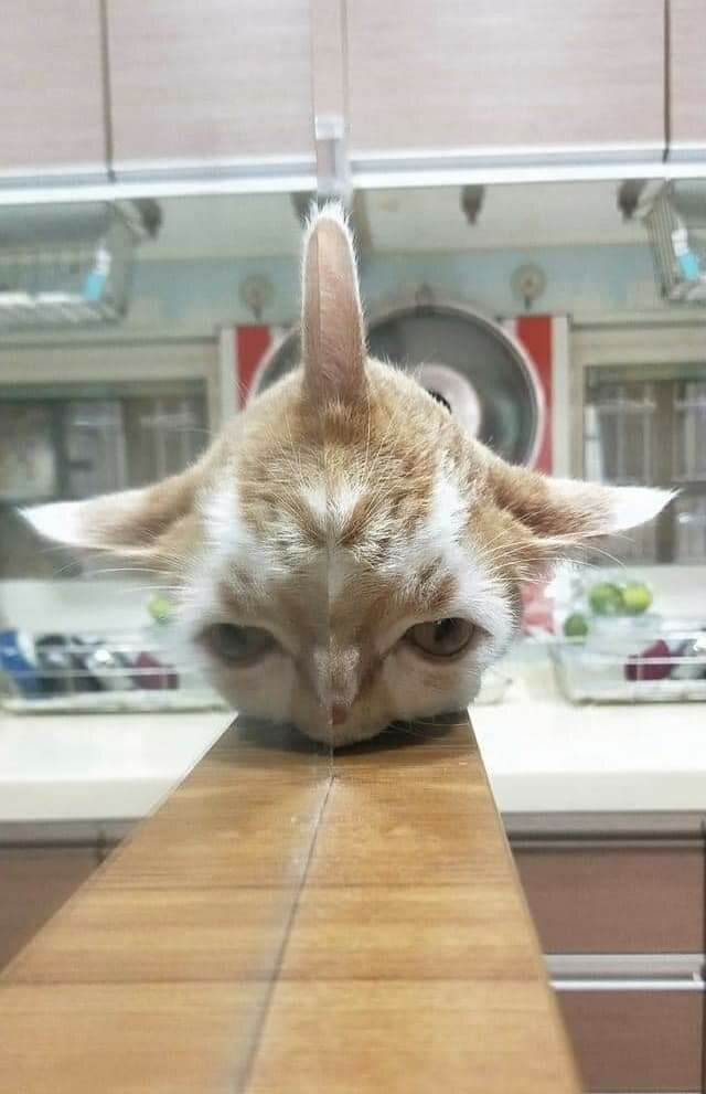 chat miroir table