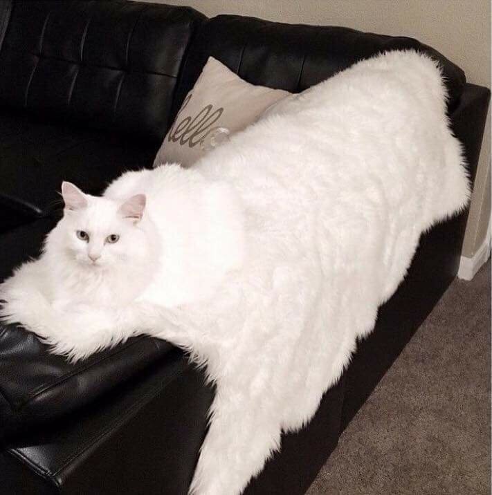 chat blanc canapé semble énorme plaid