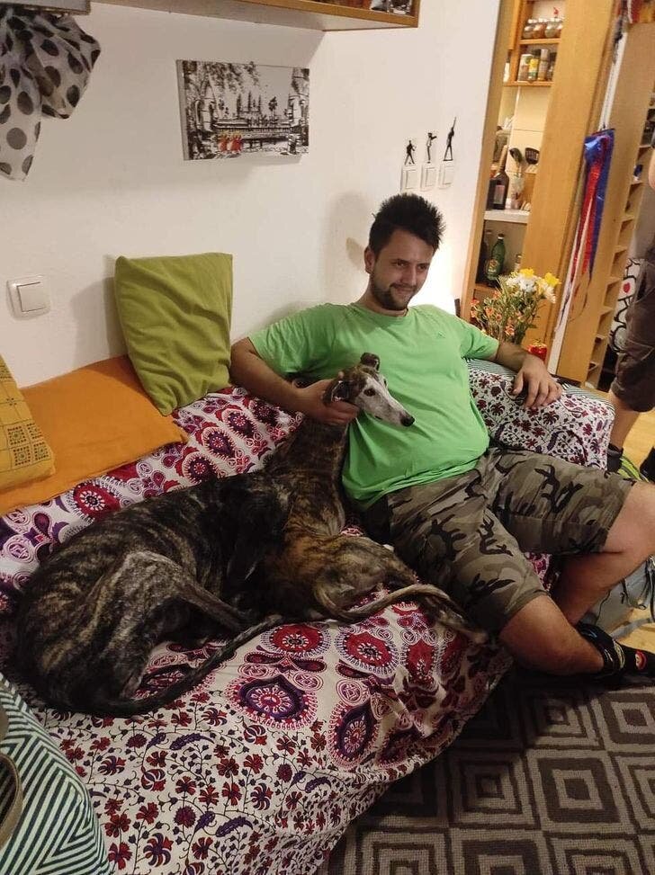 deux chiens canapé 