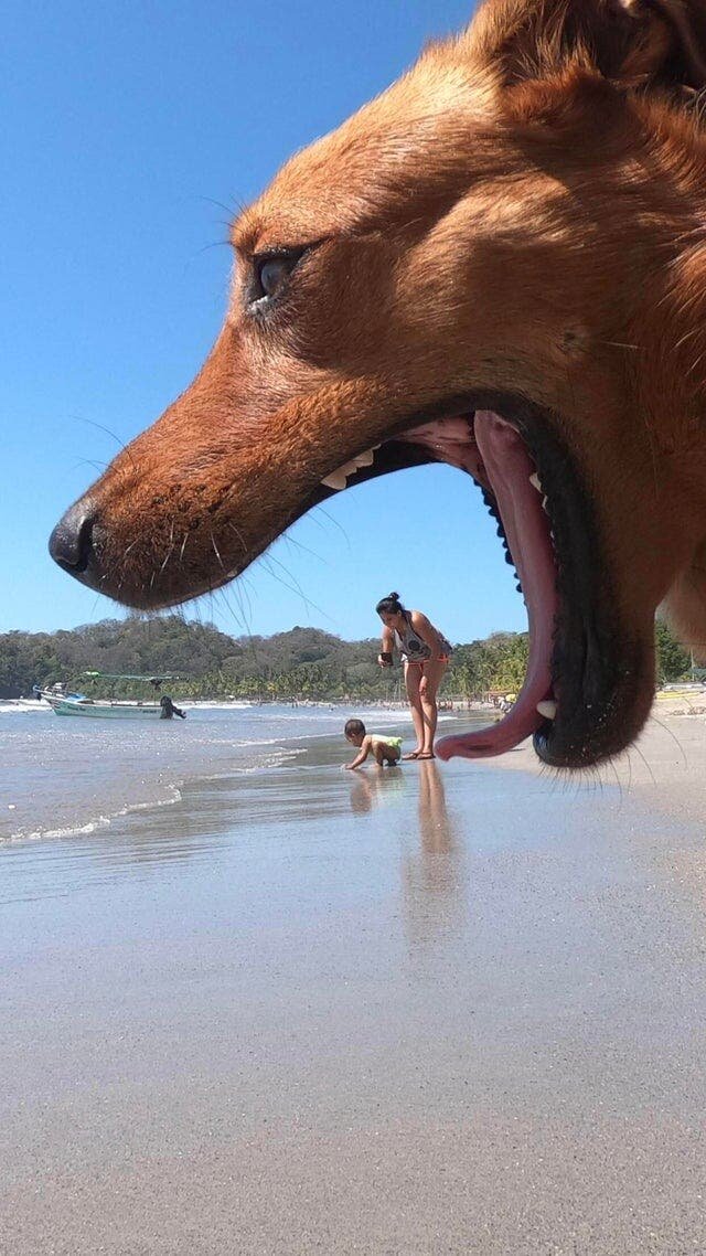chien gueule ouverte famille plage 