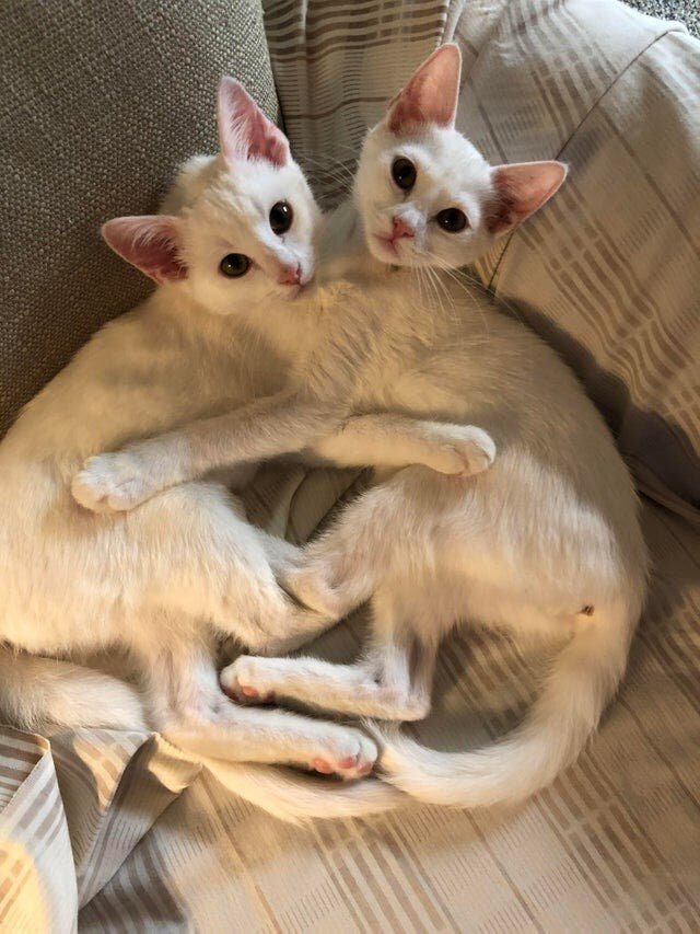 deux chats collés 