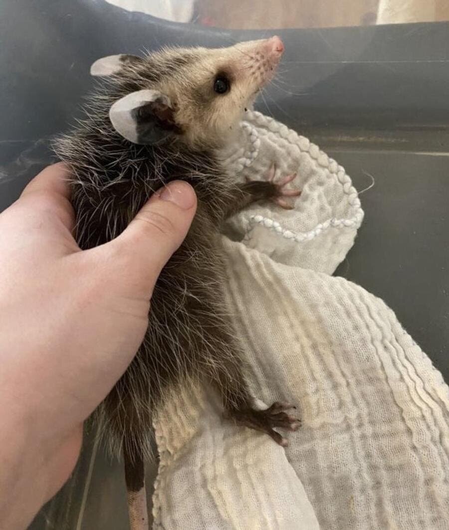 animal, opossum, cadeau, offert