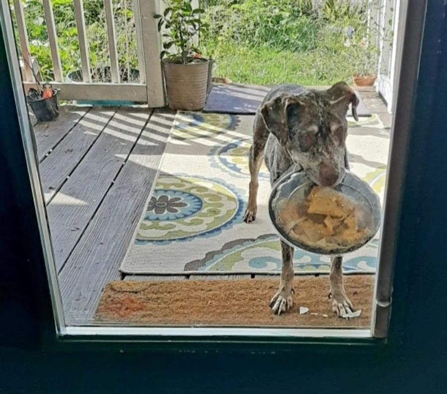 Nachos, chien porte, plat, commande, drôle