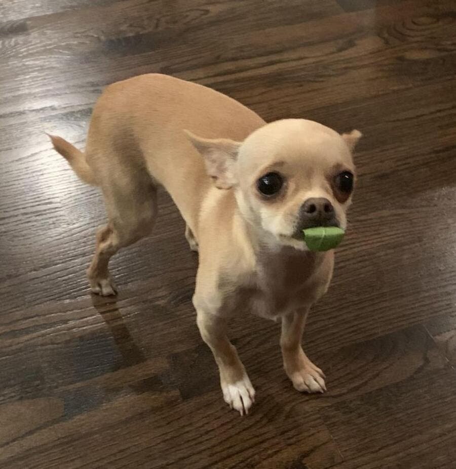 chien, chihuahua, feuille, timide, cadeau