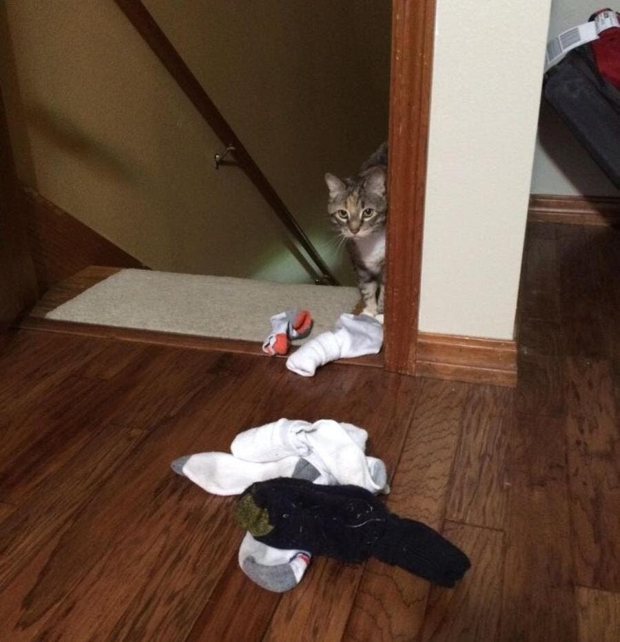 chat, chaussettes, trainée, boule, drôle, cadeaux