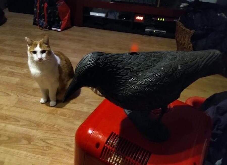 plastique, oiseau, faux, cadeau, chat