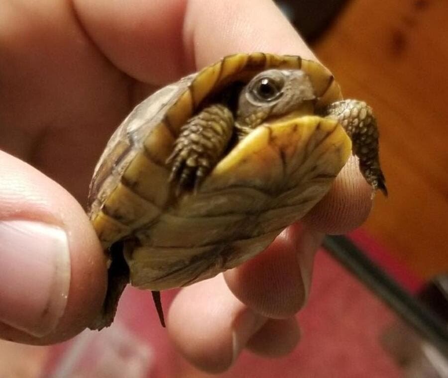 tortue, apeurée, mignonne, cadeau