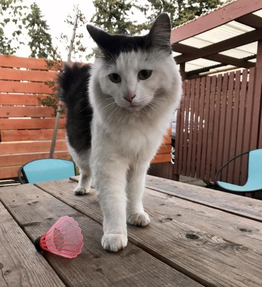 volant, Babington, chat, chasse, cadeau