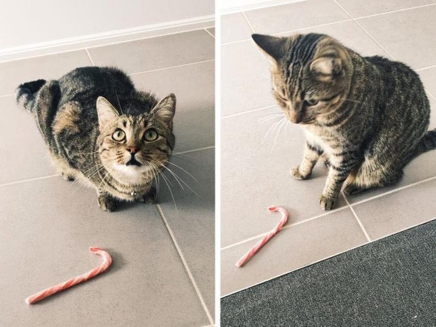 sucre, d'orge, chat, cadeau, mignon