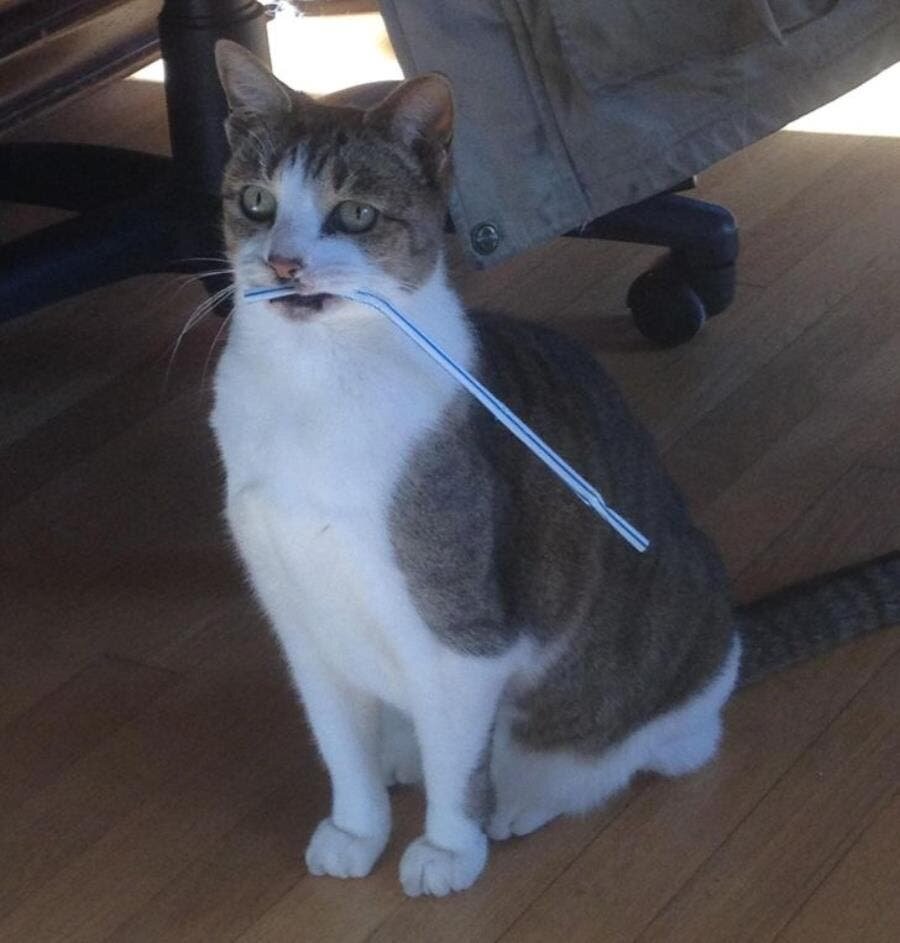 paille, chat, bête, débile, plastique