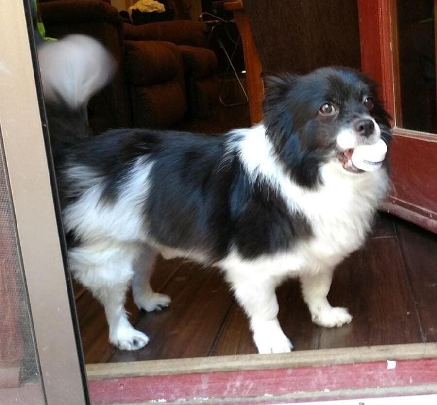 chien, heureux, bienvenue, baule, cadeau