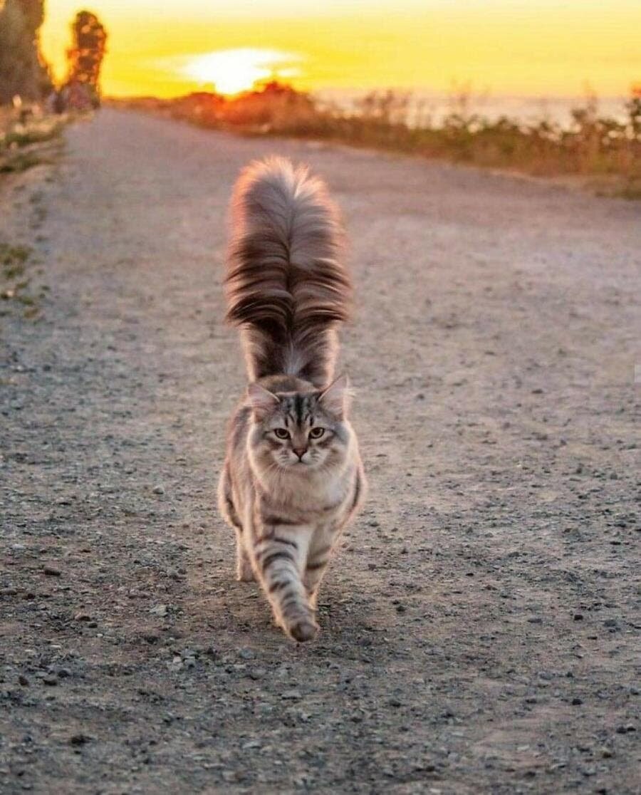 chat beau magnifique 
