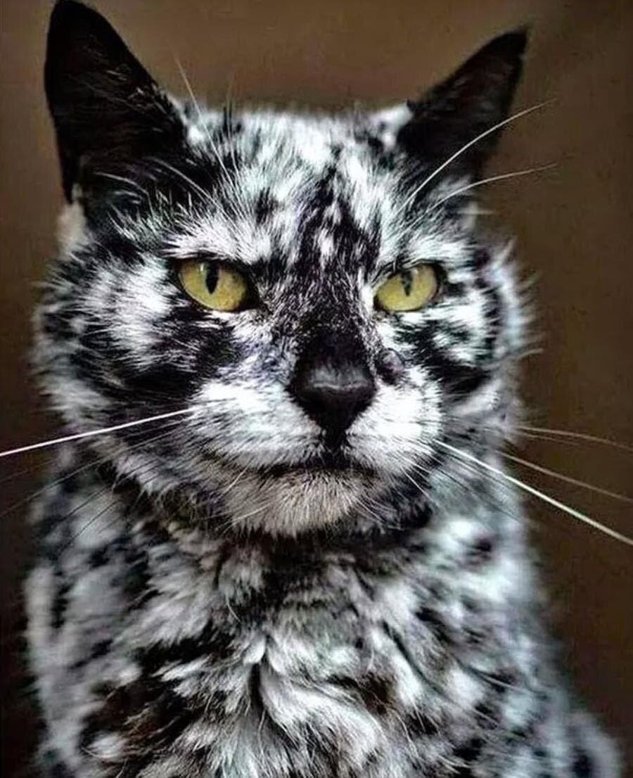 chat beau magnifique 