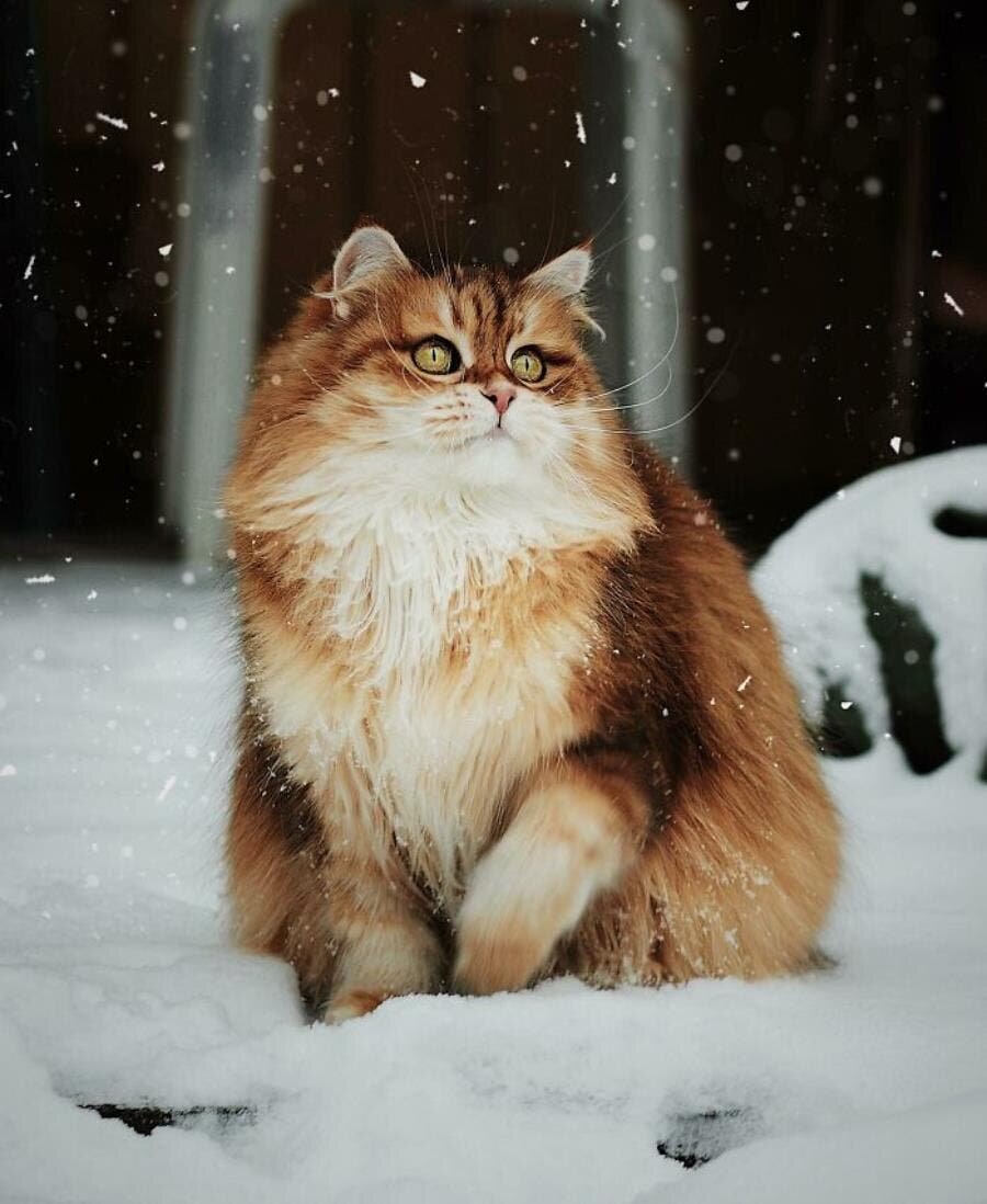 chat beau magnifique 