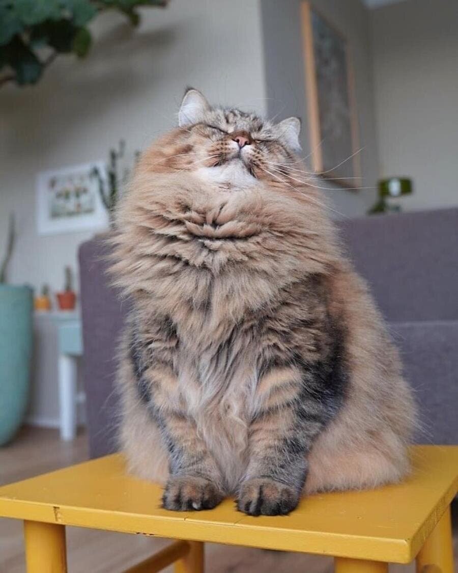 chat beau magnifique 