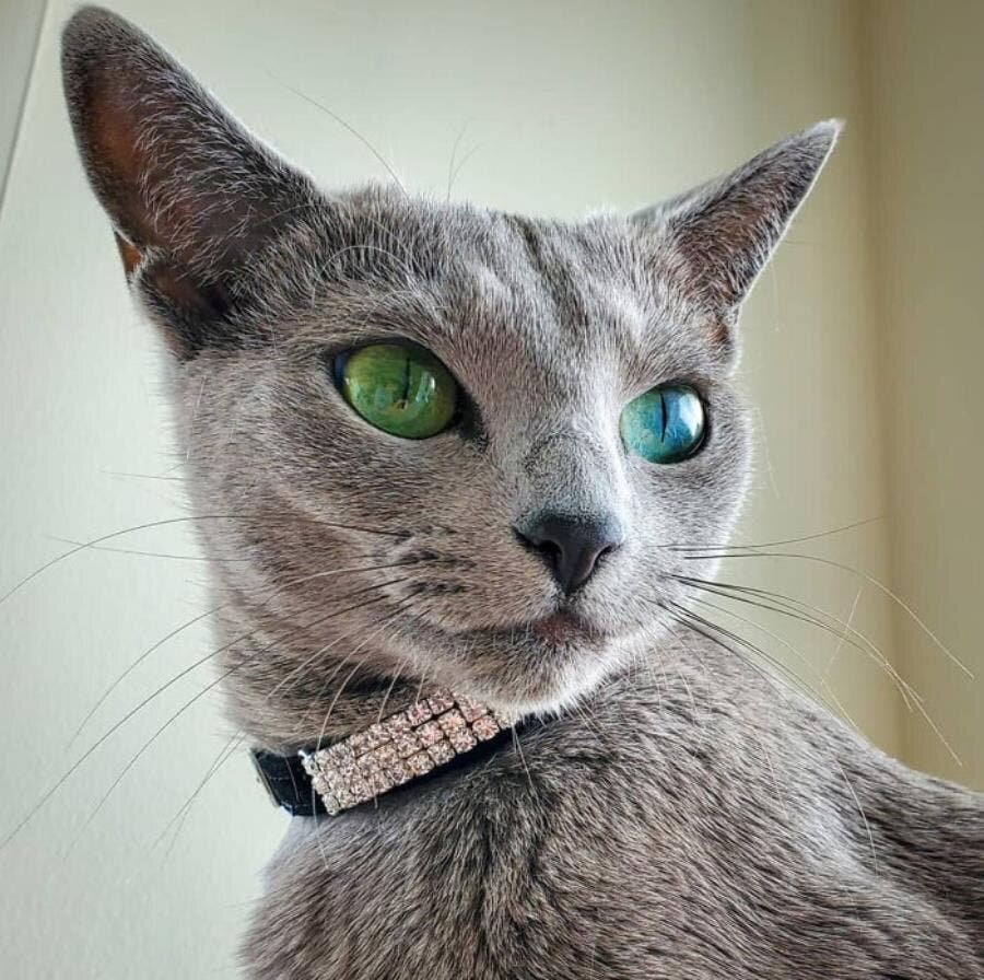chat beau magnifique 