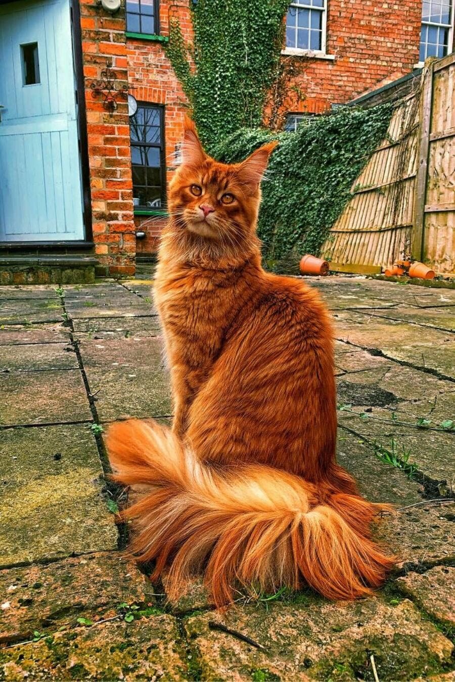 chat beau magnifique 