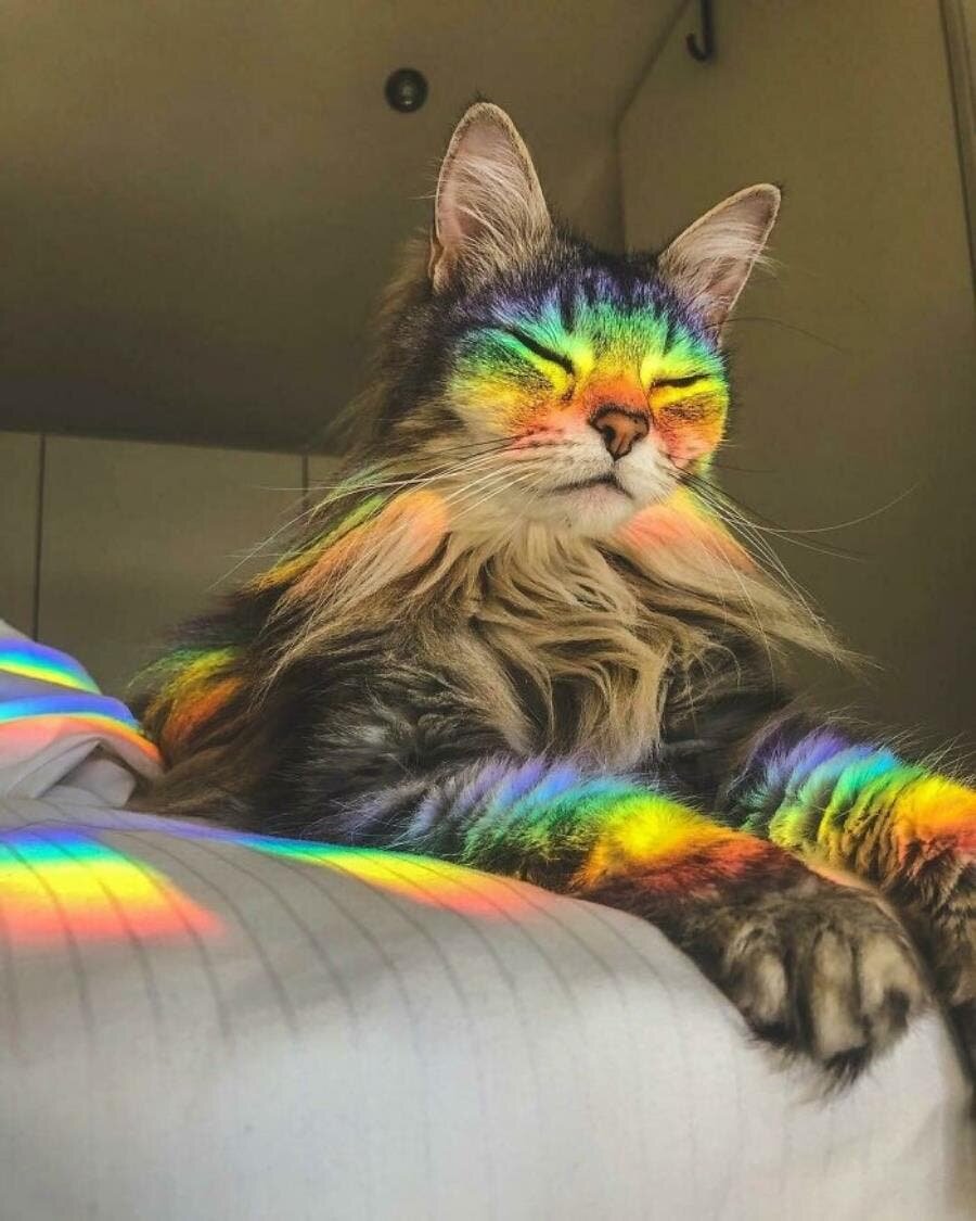 chat beau magnifique 