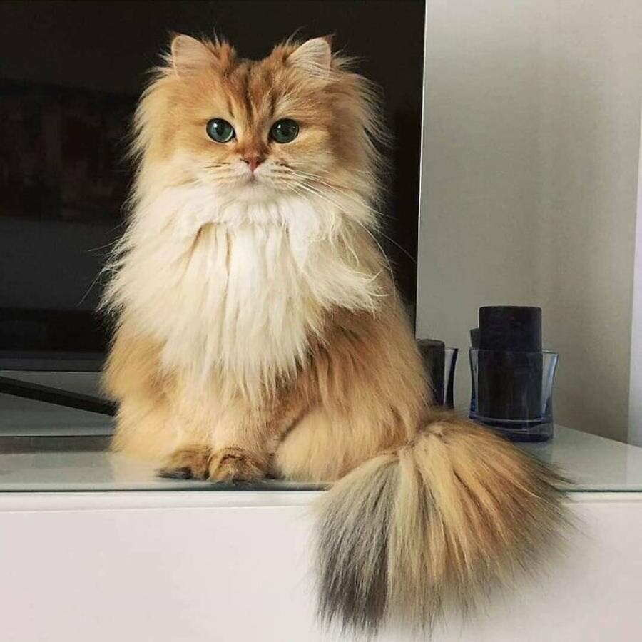 chat beau magnifique 