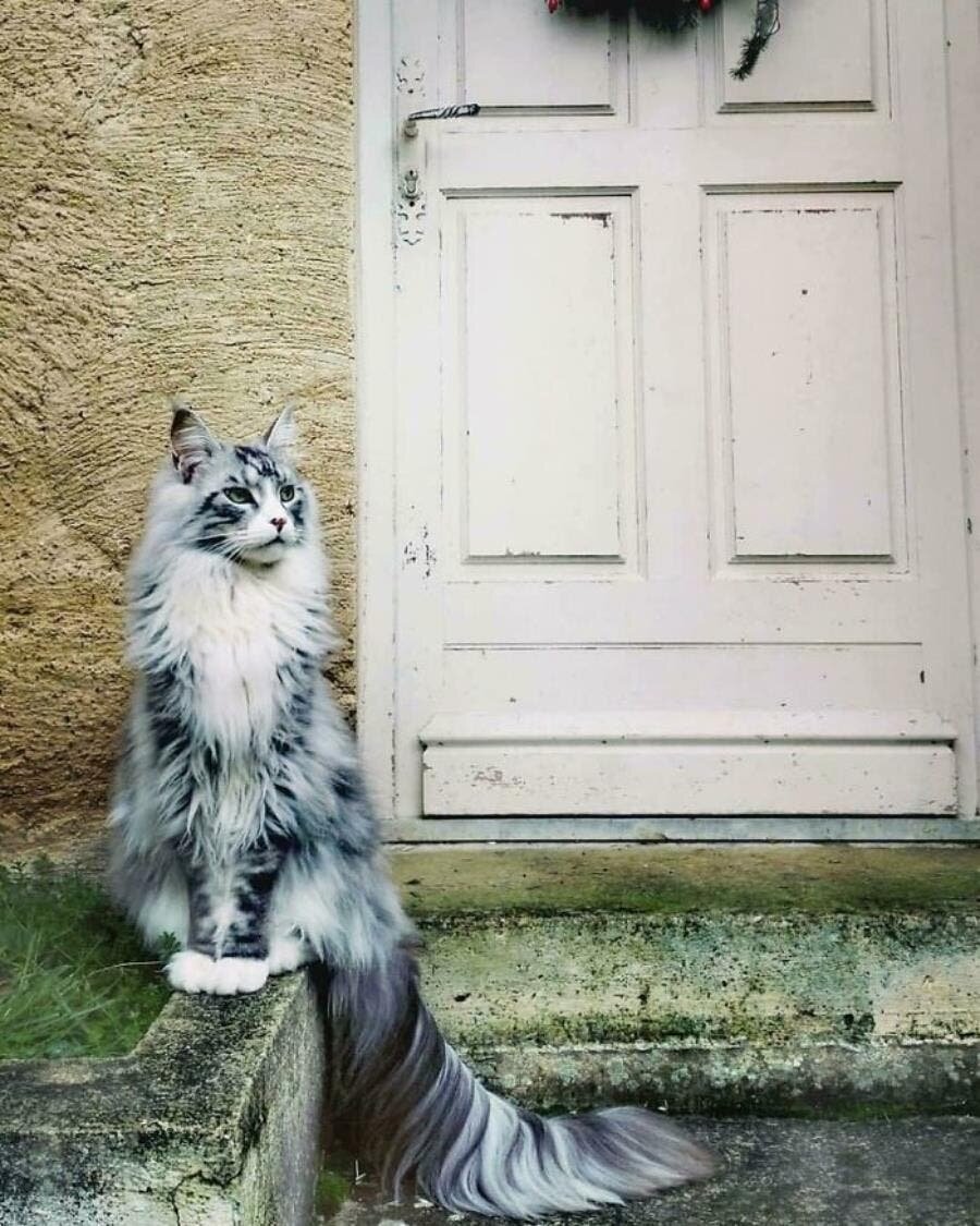 chat beau magnifique 