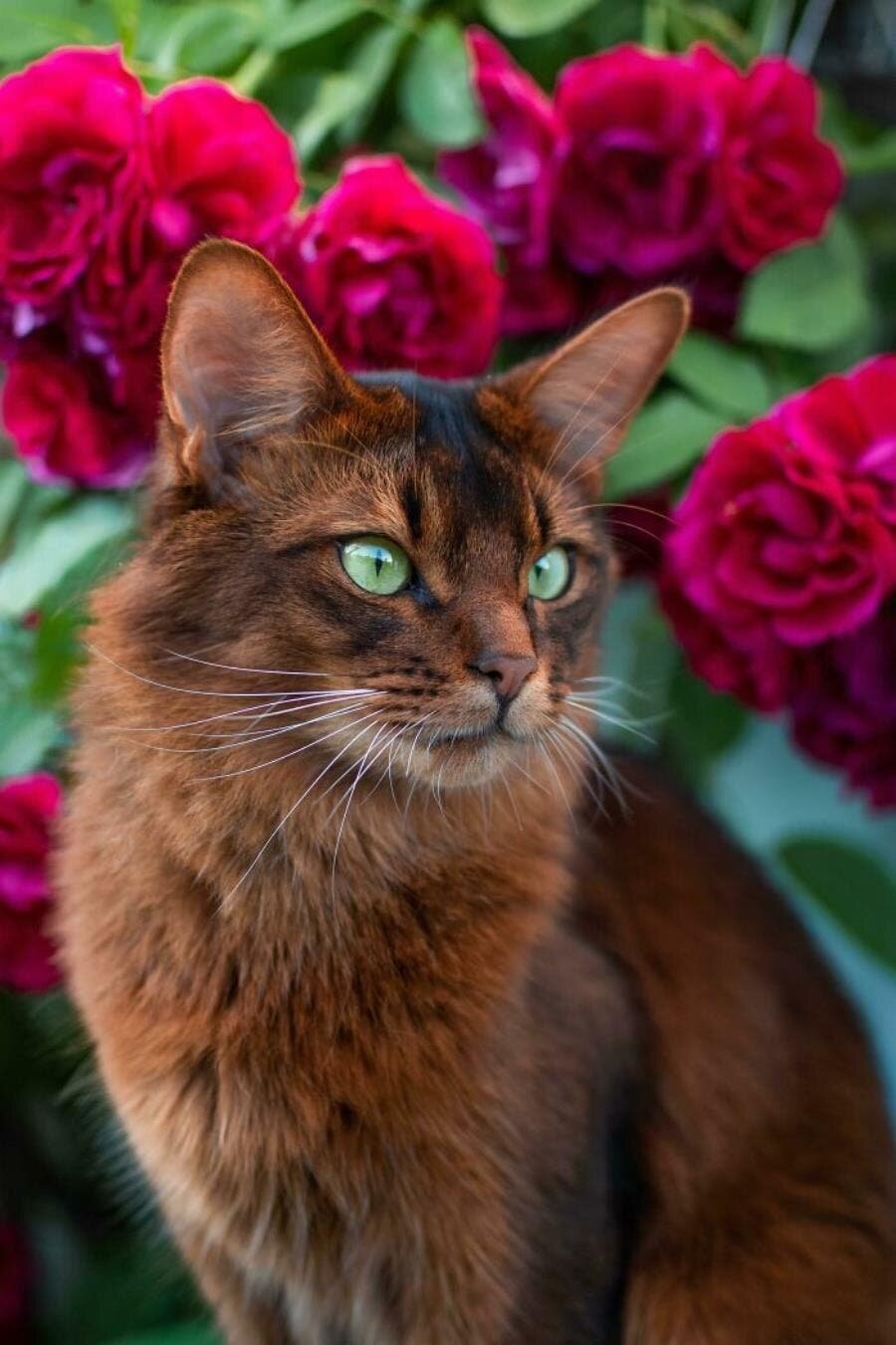 chat beau magnifique 
