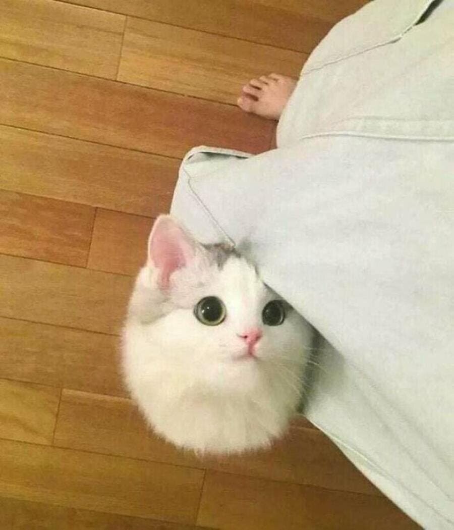 chat beau magnifique 