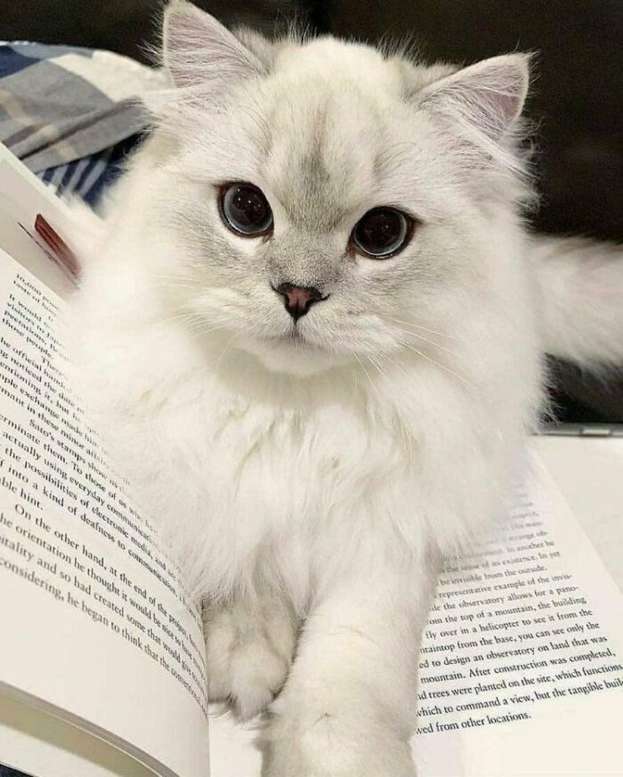 chat beau magnifique 