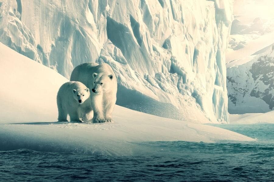 ours polaire neige