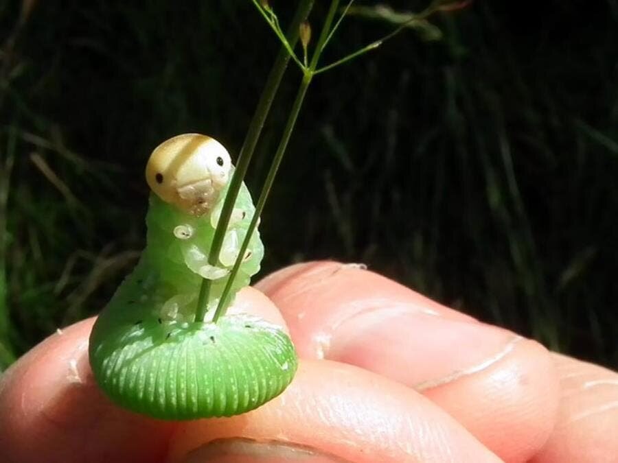chenille verte mignonne