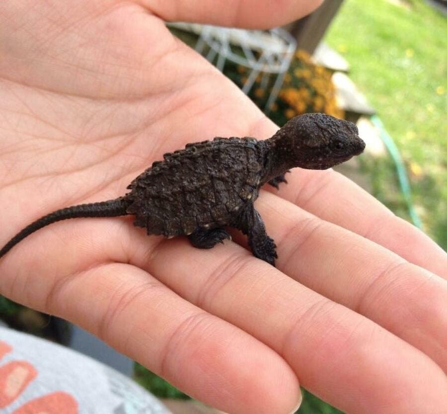 petite tortue dinosaure 