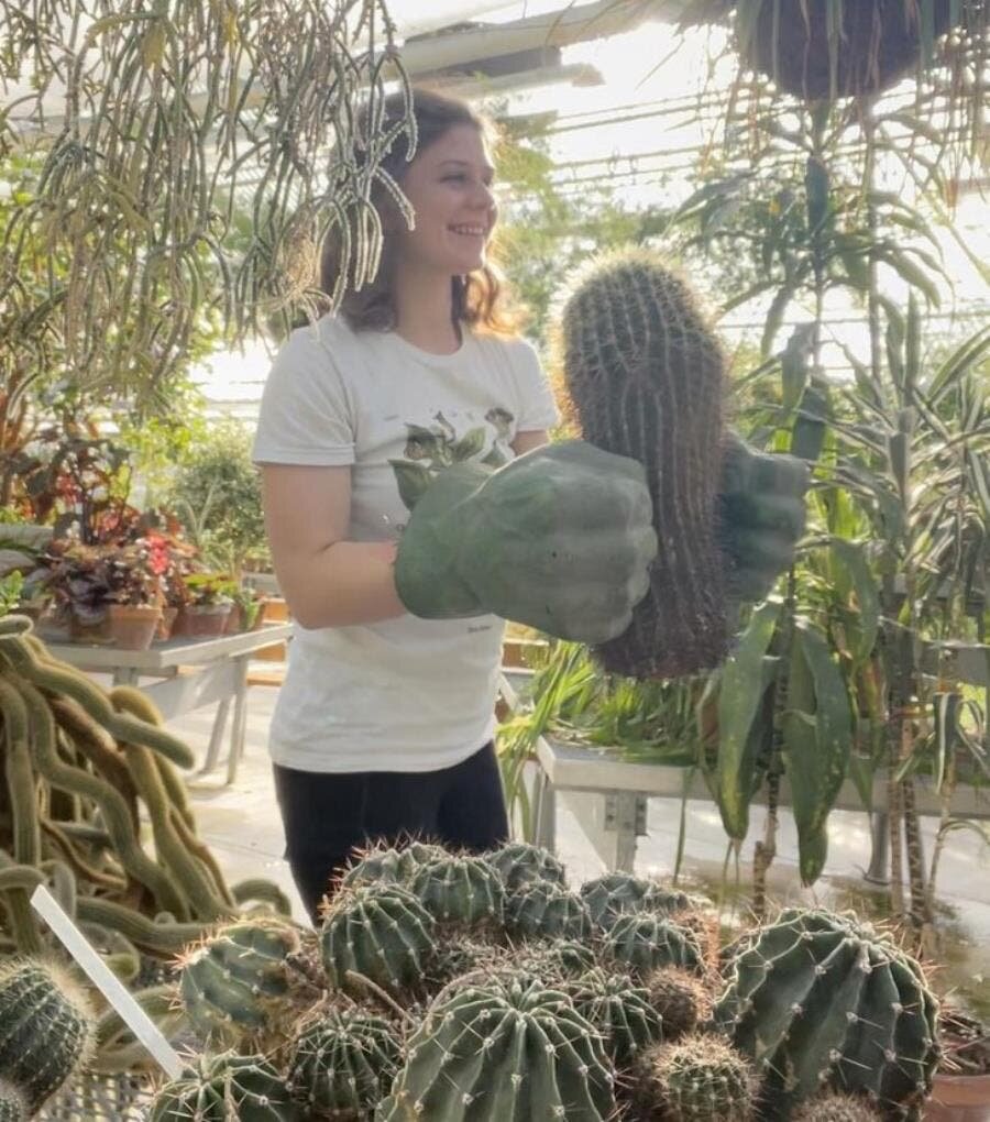 cactus, déplacer, facile, gants, hulk
