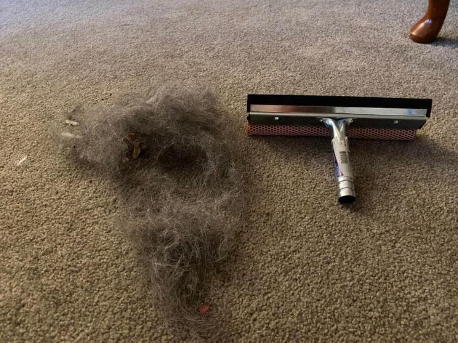 poils, brosse, ta,s moqyette,a spirateur