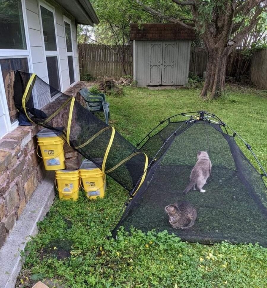 chats, tente, dehors, filet, tunnel