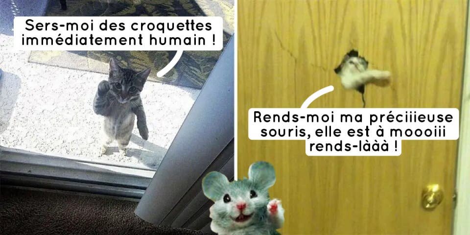 Les animaux peuvent être mignons, mais ils peuvent auss...