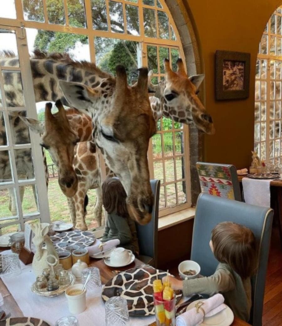 hotel girafe