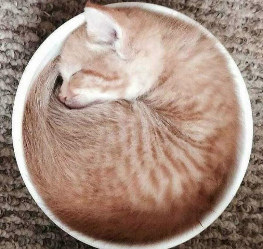 Chat café latte